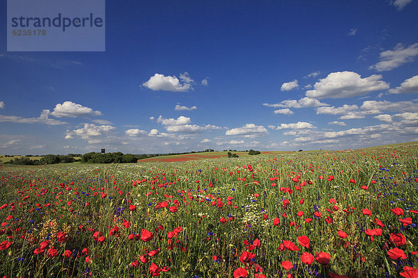 Klatschmohn Papaver rhoeas Feld Brandenburg Deutschland