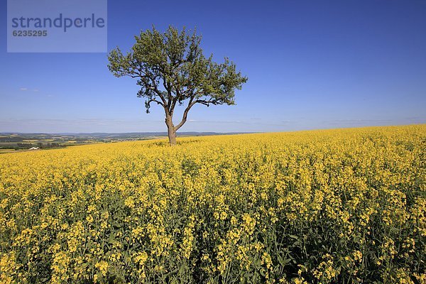 Rapsfeld  Mayen  Deutschland