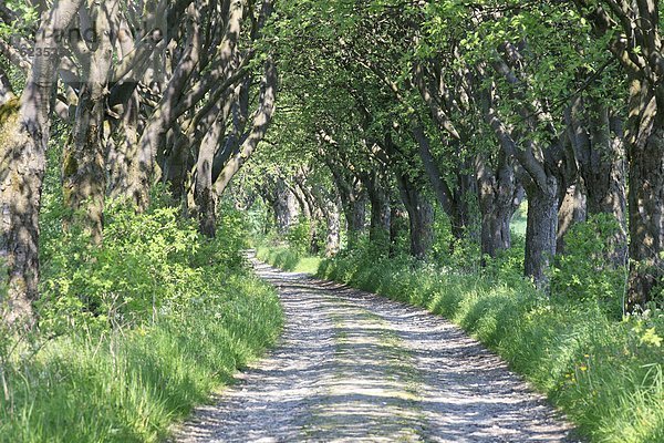 Schwedische Mehlbeerenallee Nähe Heuthen in Thüringen  Deutschland