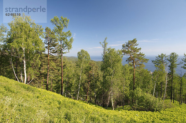 Waldlandschaft  Listwjanka Siedlung  Baikalsee  Irkutsker Oblast  Sibirien  Russische Föderation  Russland  Eurasien  Asien