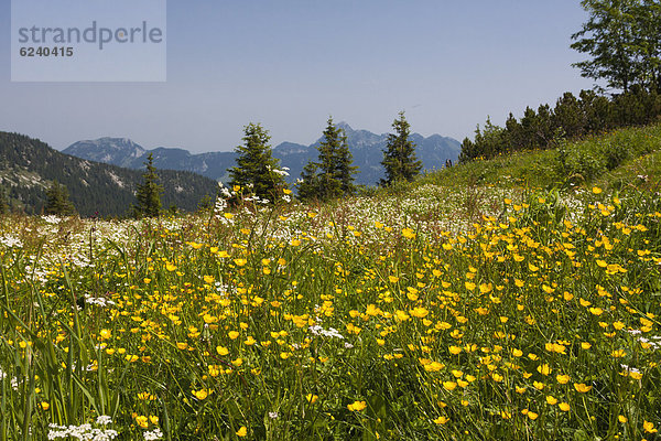 Blumenwiese  Taubenstein bei Spitzingsee  Alpen  Mangfallgebirge  Bayern  Deutschland  Europa