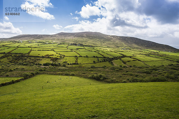 Typische Hügellandschaft mit Wolkenhimmel  Dingle  Dingle-Halbinsel  County Kerry  Irland  Europa
