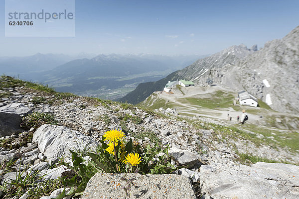 Gewöhnlicher Löwenzahn (Taraxacum sect. Ruderalia) am Wanderweg auf die Hafelekarspitze  hinten Innsbruck  Inntal  Stubaital und die Zentralalpen  Tirol  Österreich  Europa