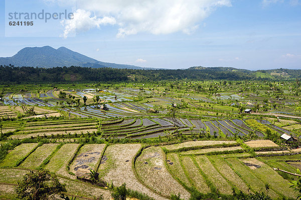 Reisfelder nahe Amlapura  ehemals Karangasem  Ostbali  Insel Bali  Indonesien  Südostasien  Asien