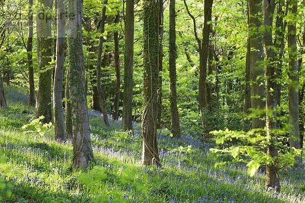 nahe  Laubwald  Europa  Großbritannien  Wachstum  Brecon Beacons National Park  Powys  Wales