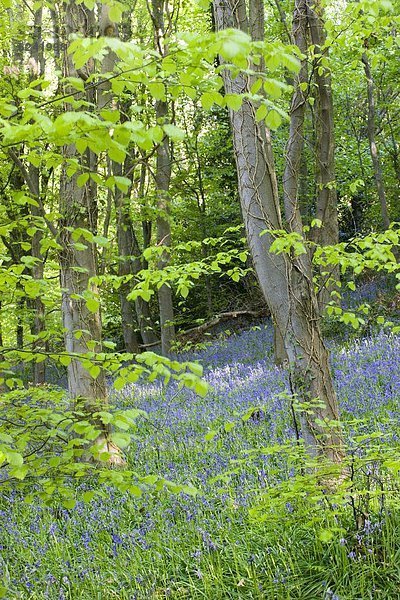 Laubwald  Europa  Großbritannien  Wachstum  Brecon Beacons National Park  Powys  Wales