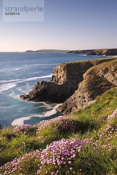 nahe  Europa  Blume  Großbritannien  Meer  Grasnelke  Cornwall  England