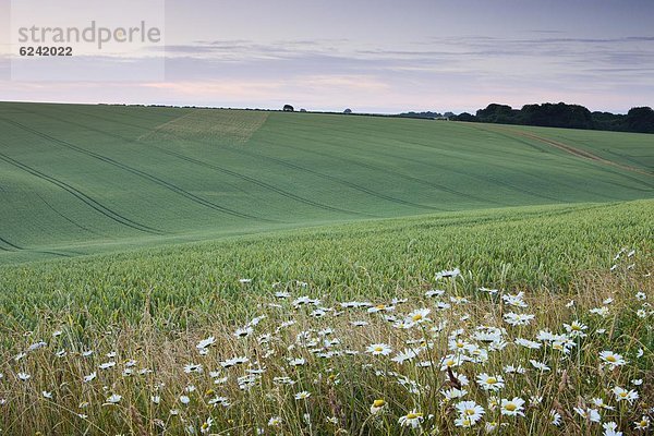 Europa  Ecke  Ecken  Großbritannien  Nutzpflanze  Wachstum  Feld  Gänseblümchen  Bellis perennis  England  Hampshire  South Downs