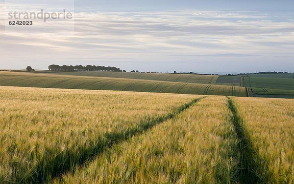 nahe  Europa  Großbritannien  Landwirtschaft  Nutzpflanze  Feld  England  Hampshire  South Downs