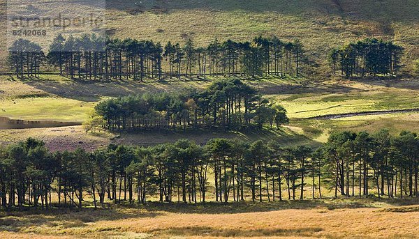 niedrig  Europa  Baum  Großbritannien  Leuchtturm  Kiefer  Pinus sylvestris  Kiefern  Föhren  Pinie  umgeben  Powys  Stausee  Wales