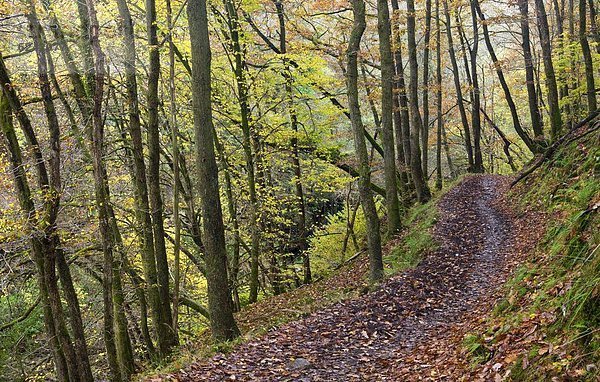 nahe  Laubwald  Europa  Großbritannien  über  Weg  Fluss  Herbst  Brecon Beacons National Park  Wanderweg  Powys  Wales