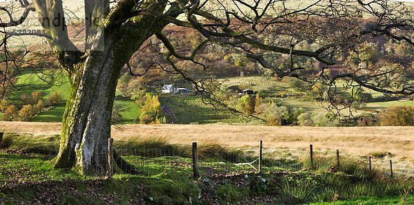 Europa  Großbritannien  Agrarland  Tal  Brecon Beacons National Park  Wales