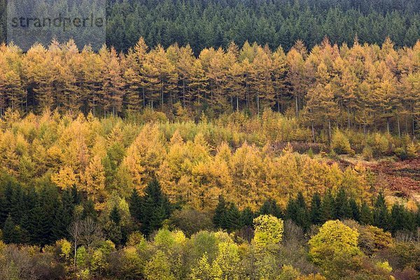 Farbaufnahme  Farbe  Europa  Baum  Großbritannien  Herbst  immergrünes Gehölz  Reihe  Laubbaum  Brecon Beacons National Park  Powys  Wales