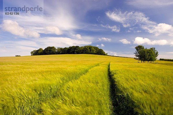 Ländliches Motiv ländliche Motive Europa Feld Großbritannien Wachstum Dorset England