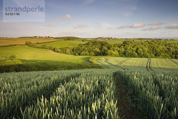 Ländliches Motiv  ländliche Motive  Europa  sehen  Feld  Sommer  Großbritannien  Nutzpflanze  Dorf  Mittelpunkt  Devon  England