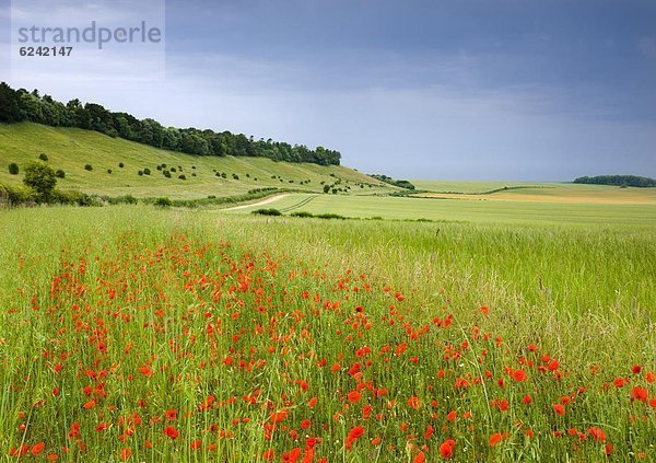 nahe  Europa  Blume  Ländliches Motiv  ländliche Motive  Großbritannien  Dorf  ungestüm  Mohn  England  Wiltshire