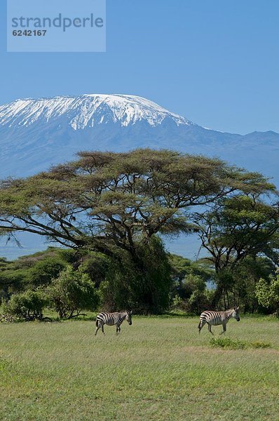 Ostafrika  Hintergrund  Berg  Afrika  Kenia  Zebra