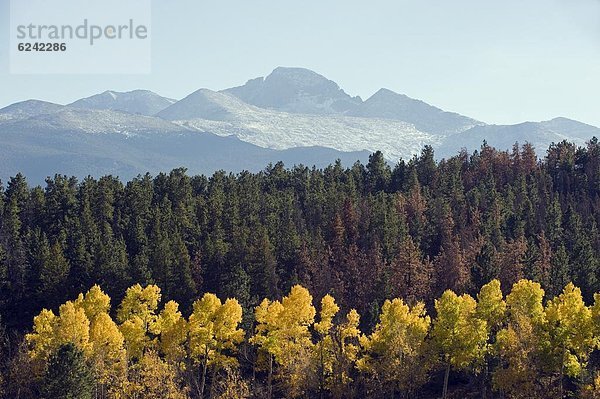 Espe  Populus tremula  Vereinigte Staaten von Amerika  USA  Sehnsucht  Baum  Herbst  Nordamerika  unterhalb  Colorado