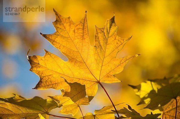 Ahornblatt Helligkeit Amerika gelb Herbst Nordamerika Neuengland Verbindung Vermont