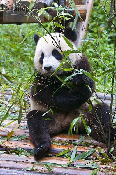 China  Asien  Chengdu  Panda  Sichuan
