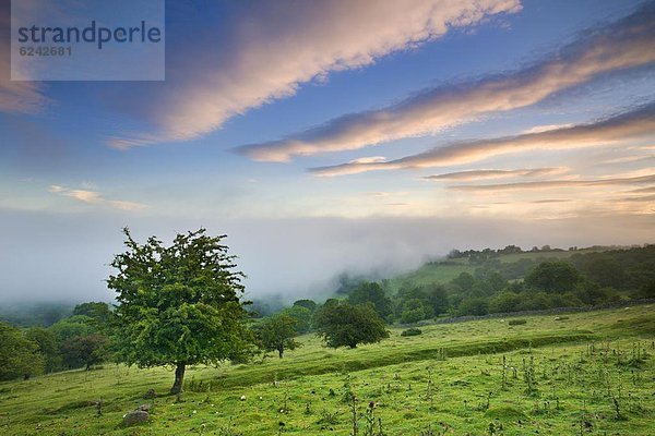 nahe  Laubwald  Europa  Großbritannien  über  Dunst  Tal  nähern  Feld  Brecon Beacons  Powys  Wales