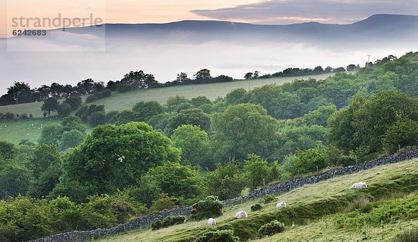 nahe  Laubwald  Europa  Großbritannien  über  Dunst  Tal  nähern  Feld  Brecon Beacons  Powys  Wales