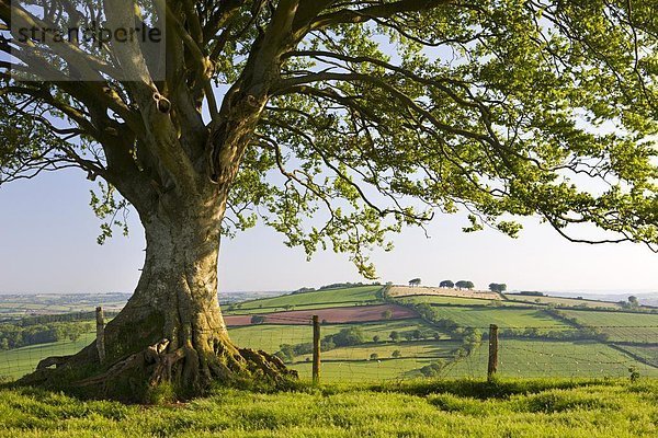 rollen  Europa  Ländliches Motiv  ländliche Motive  Baum  Großbritannien  Hügel  Devon  England