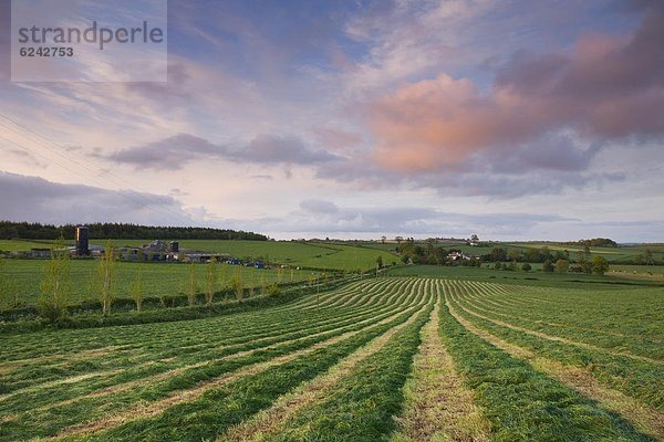 Ländliches Motiv  ländliche Motive  Europa  Frische  Feld  schneiden  Großbritannien  Gras  Devon  England