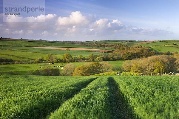 nahe  rollen  Europa  Ländliches Motiv  ländliche Motive  Großbritannien  Dorf  Devon  England