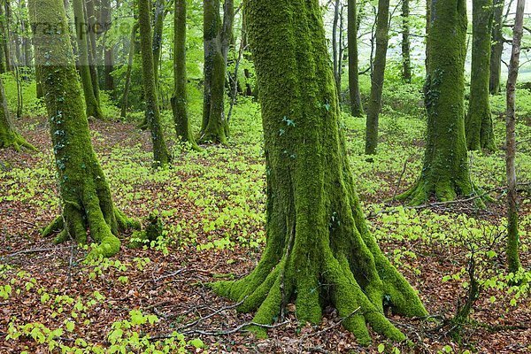 Europa  bedecken  Baum  Großbritannien  grün  Intensität  Plantage  Devon  England  Laub  Moos