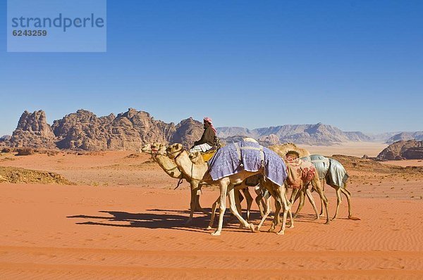 Karawane  Landschaftlich schön  landschaftlich reizvoll  Wüste  Naher Osten  Schönheit  Kamel  Campingwagen  Rum