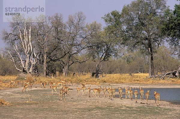 Reservat  Afrika  Botswana  grasen  Okavangodelta