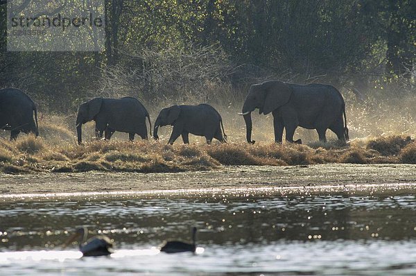 Elefant  Afrika  Botswana  Okavangodelta