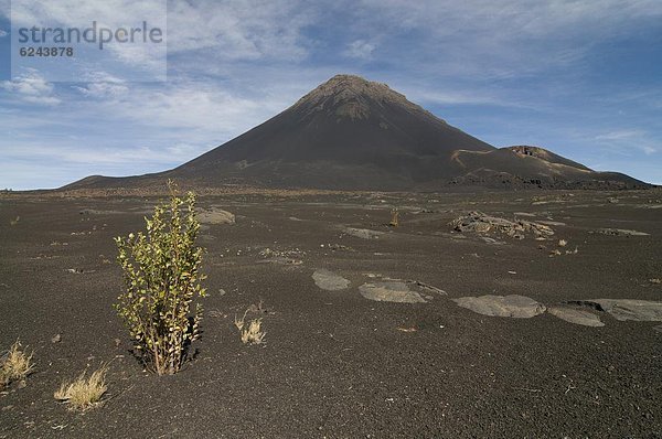 Strauch  Vulkan  frontal  Afrika