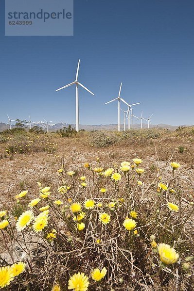 Ringelblume Calendula officinalis Amerika Wüste Nordamerika Verbindung Windpark Kalifornien