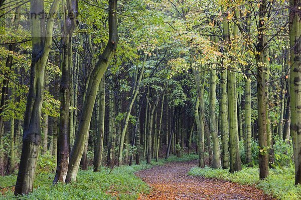 Laubwald  Europa  bedecken  Großbritannien  Pflanzenblatt  Pflanzenblätter  Blatt  Weg  Herbst  Buche  Buchen  England  Northumberland