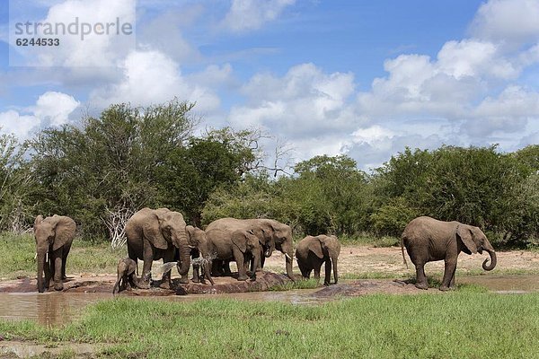 Südliches Afrika  Südafrika  Kruger Nationalpark  Afrika