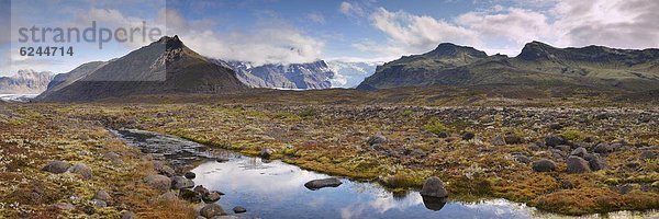 Arktische Pflanzen im Herbst im Skaftafell-Nationalpark  Mount Hafrafell und Svinafellsjokull-Gletscher in der Ferne  Südost-Island (Austurland)  Island  Polarregionen