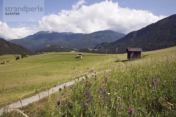 Europa  Blume  Sommer  grün  Tal  Berg  Wiese  Österreich