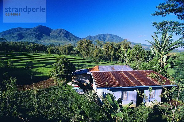 Wohnhaus Wachstum Reis Reiskorn herzförmig Herz Kaffee Veranda Indonesien