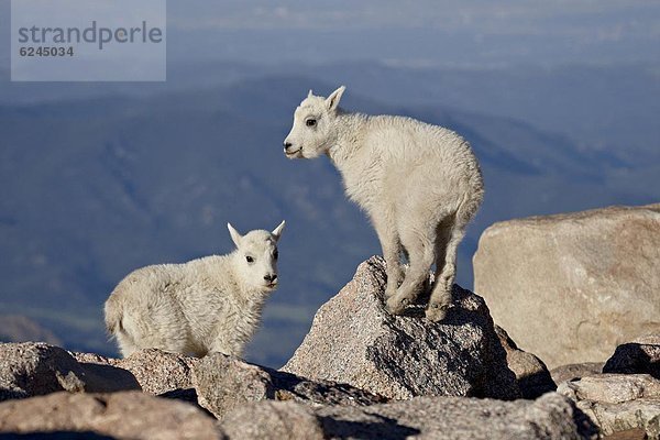 Vereinigte Staaten von Amerika  USA  Ziege  Capra aegagrus hircus  Berg  Nordamerika  2  Colorado  Mount evans