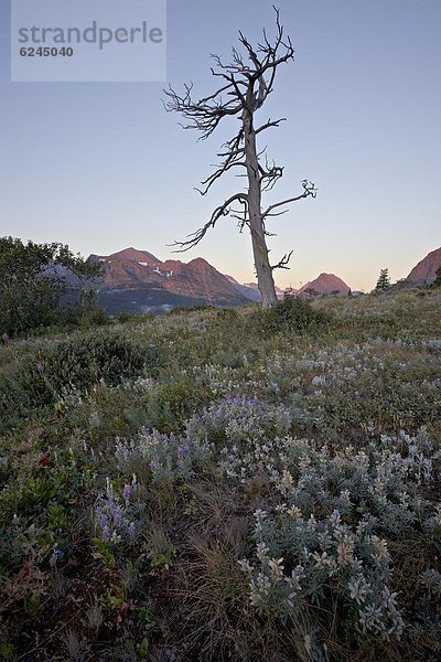 Vereinigte Staaten von Amerika  USA  Baum  Morgendämmerung  Nordamerika  nackt  Lupine  Glacier Nationalpark