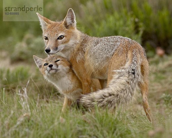 Vereinigte Staaten von Amerika  USA  Geschwindigkeit  Nordamerika  Gegenstand  Pawnee National Grassland  Colorado  Fuchs