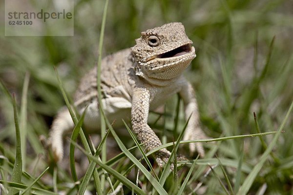 Vereinigte Staaten von Amerika  USA  kurz  kurze  kurzes  kurzer  Nordamerika  Pawnee National Grassland  Colorado  Echse