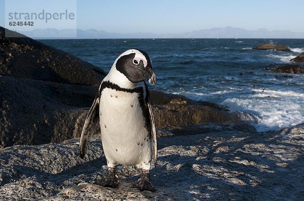 Südliches Afrika  Südafrika  Esel  Afrika  Kapstadt  Pinguin