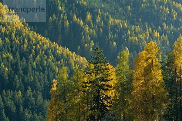 Europa  Dolomiten  Herbst  Trentino Südtirol  Italien