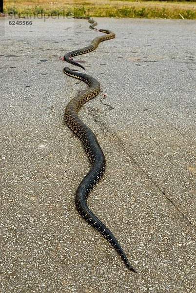 liegend  liegen  liegt  liegendes  liegender  liegende  daliegen  Straße  Pythonschlange  Afrika  Madagaskar