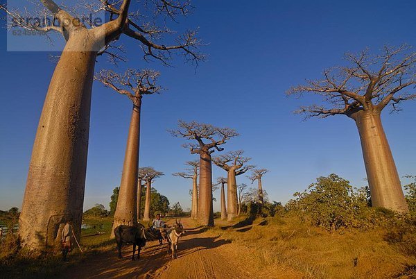 Ochse-Fuhrwerk Avenue de Baobab bei Sonnenaufgang  Madagaskar  Afrika