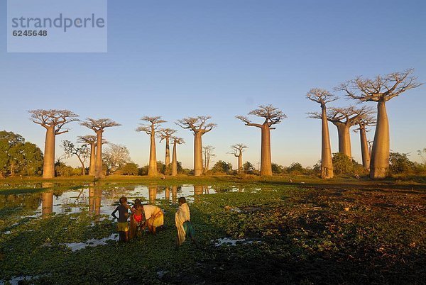 Mensch  Menschen  Sonnenuntergang  angeln  Afrika  Allee  Madagaskar
