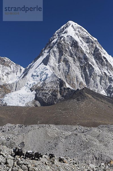 Yak  Bos mutus  folgen  Himalaya  Asien  unterhalb  Nepal